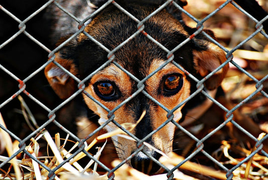 Wie du mit unserer Rabattaktion Hunde Leben retten kannst!